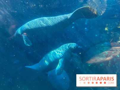 Zoo de Vincennes, Parc zoologique 2024 - lamantins