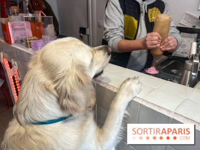 CAYU Canidés Club, la boutique d'accessoires dog friendly - nos photos