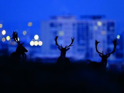 BAP 2025 : 2 expositions insolites pour voir la vie en ville autrement - Daims copyright Nicolas Davy Ile de France Nature