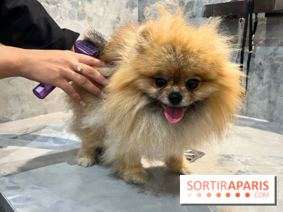 Patapwouf, le spot cani-friendly de Saint-Ouen - nos photos - 7E06A617 242A 4D26 AE25 EDA883B0FF2D