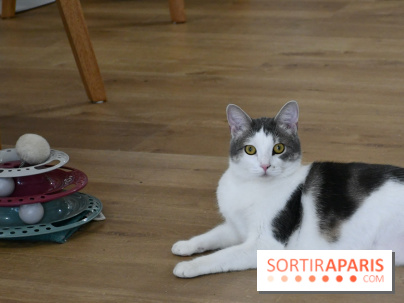 Koneko Work : le café coworking pour travailler en compagnie des chats - DSC 4717(1) Fotor