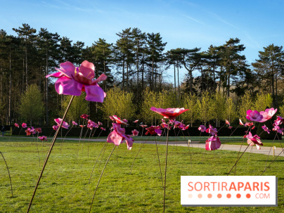 Hanami au Parc de Sceaux 2026, les cerisiers en fleurs et ses  animations