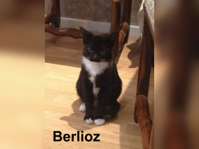 Le Café des Chats à Paris