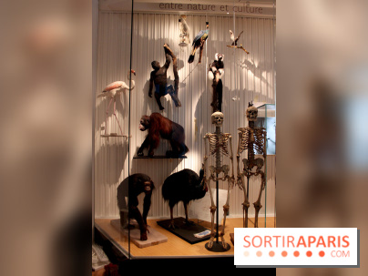 Le nouveau Musée de l'Homme