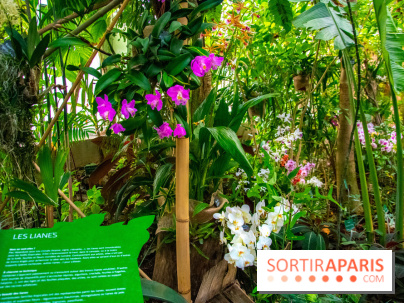 Mille et une Orchidées 2019 au Jardin des Plantes, les photos