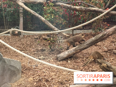 Parc Zoologique de Paris : les coatis roux
