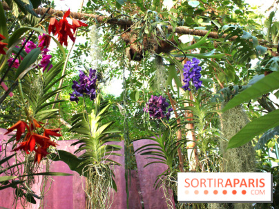 Exposition Mille & une orchidées au Jardin des Plantes