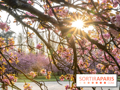 Le Parc de Sceaux et ses cerisiers en fleurs