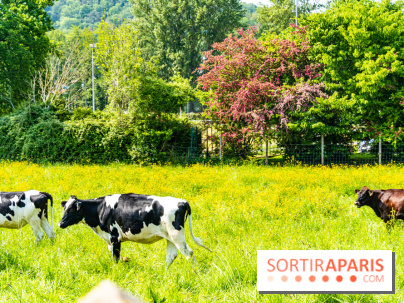 La promenade des petits ponts dans la vallée de Chevreuse -  A7C3845