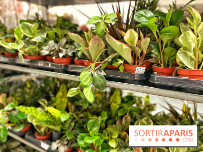 Plantes pour Tous, les prochaines ventes de plantes à partir de 2€ à Paris