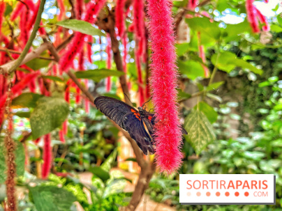 Serre Papillons - La Queue-lez-Yvelines