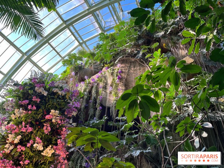 Orchidées - jardin des plantes