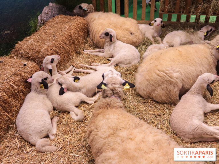 Salon de l'agriculture 2023 - (1)
