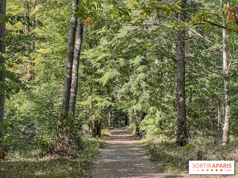 Visuel forêt  - IMG 6155