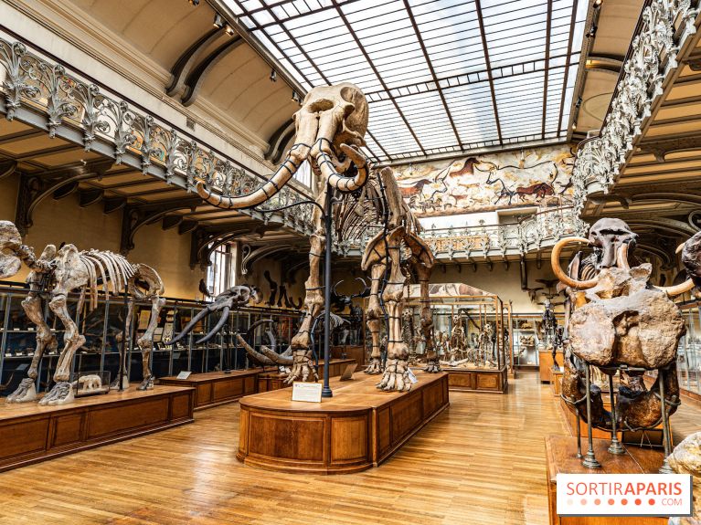 Le mammouth de Durfort restauré au Muséum national d’Histoire naturelle -  A7C7410