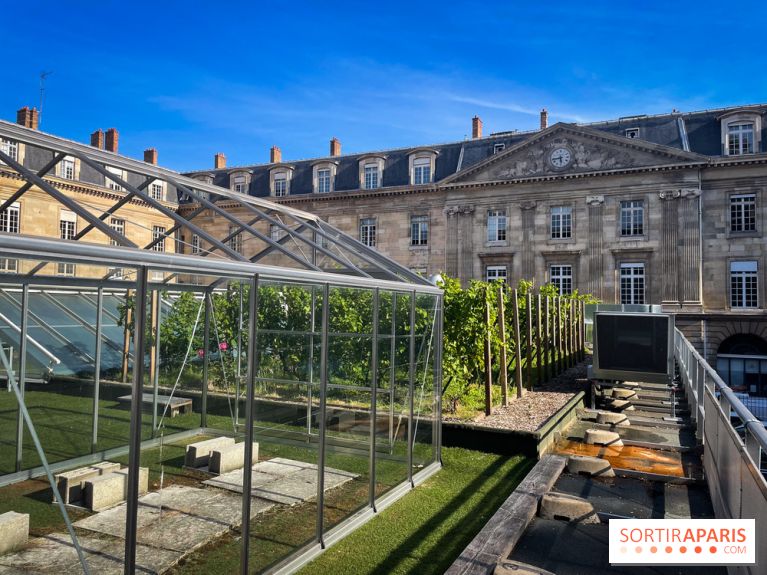 Vignoble Hôtel de Ville - IMG 9224