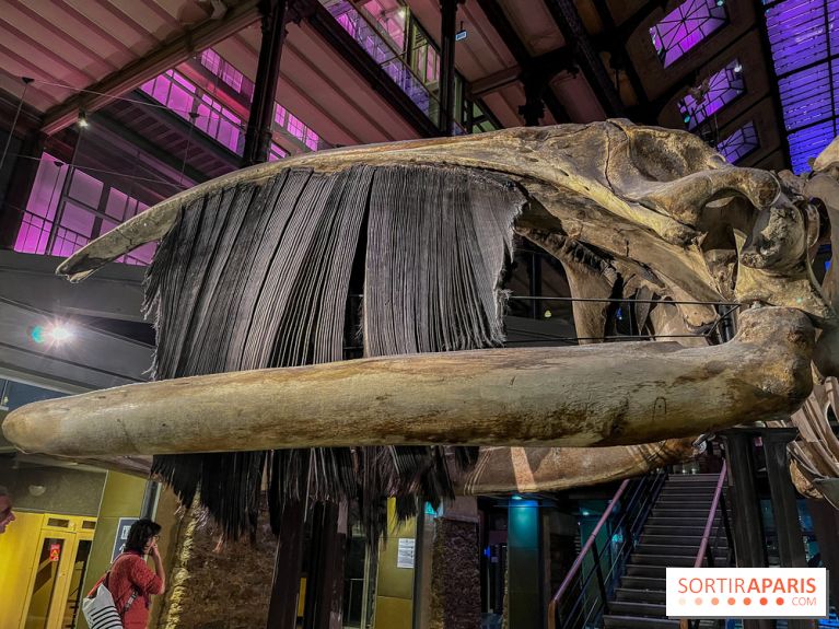 Grande Galerie de l'évolution- visuels 2024 - image00119