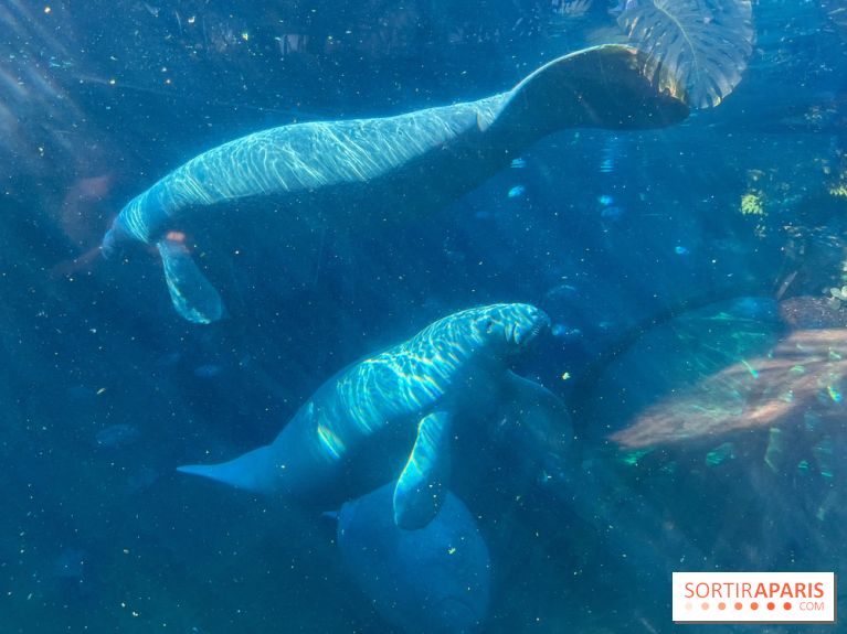 Zoo de Vincennes, Parc zoologique 2024 - lamantins