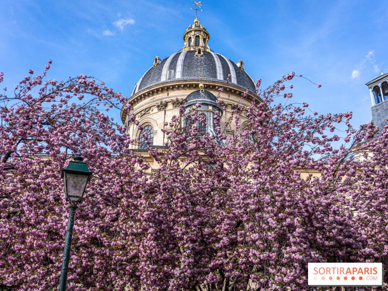 Square Gabriel Pierné à Paris - cerisiers en fleurs