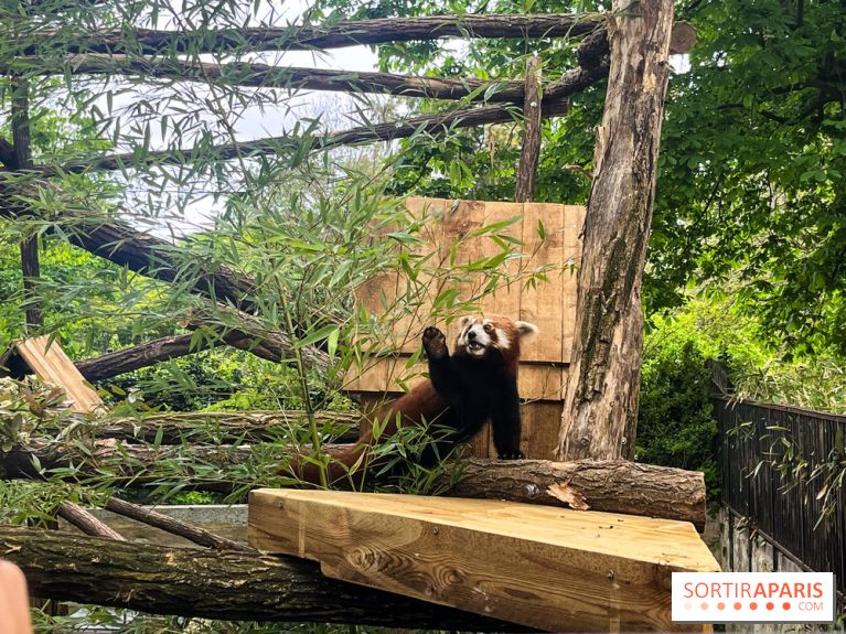 Ménagerie du Jardin des Plantes 2024 - panda