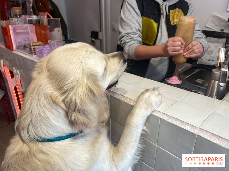 CAYU Canidés Club, la boutique d'accessoires dog friendly - nos photos