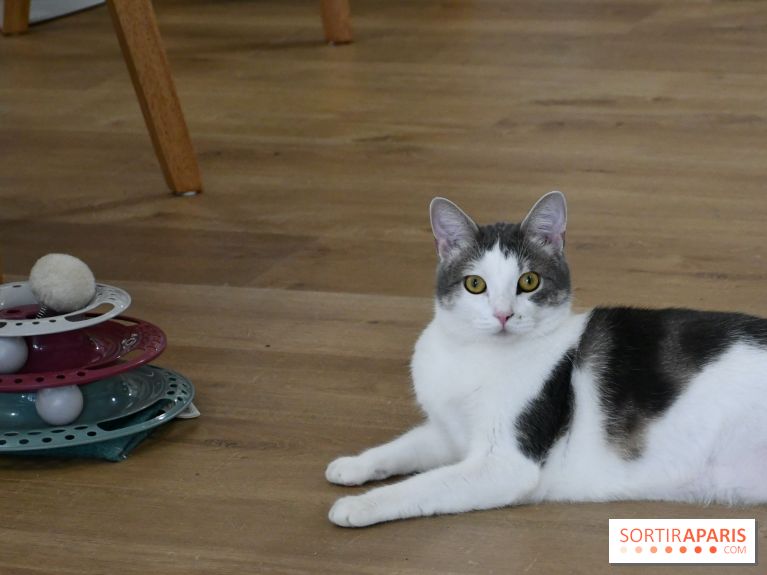 Koneko Work : le café coworking pour travailler en compagnie des chats - DSC 4717(1) Fotor