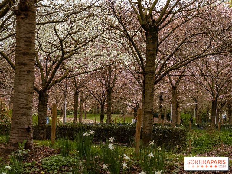 Les cerisiers du parc Martin Luther King - Clichy - Batignoles