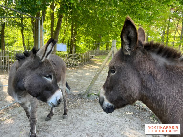 Avon'Ânes, les balades avec des ânes, à Avon - nos photos - IMG 7769