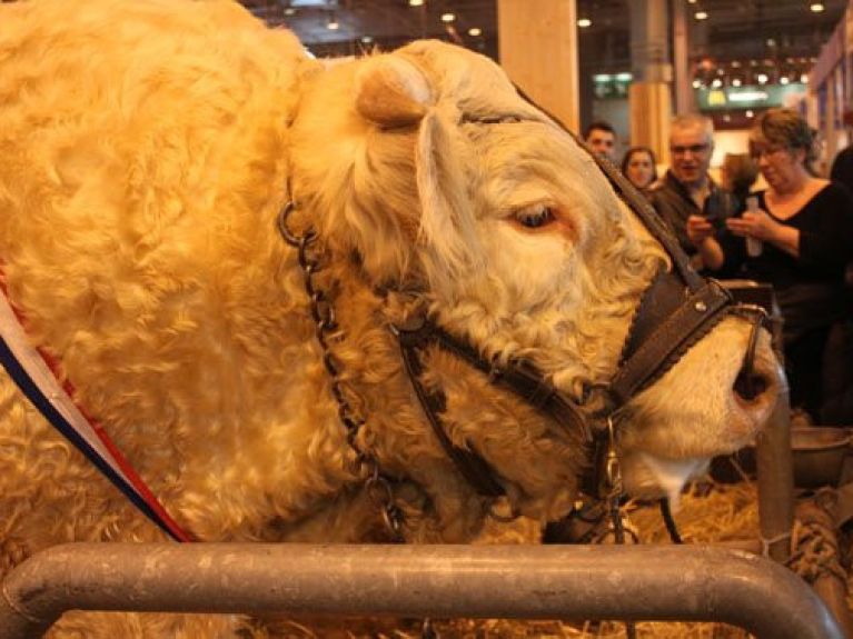 salon de l'agriculture, vache