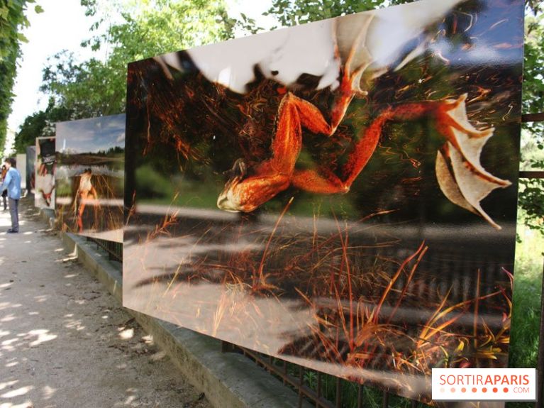 Exposition Planète Grenouille par Cyril Ruoso au Jardin des Plantes