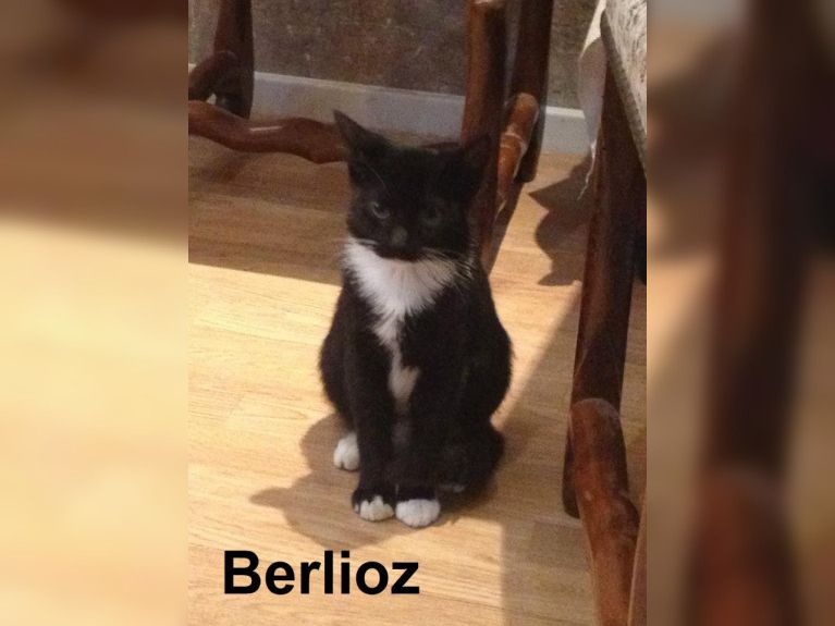 Le Café des Chats à Paris