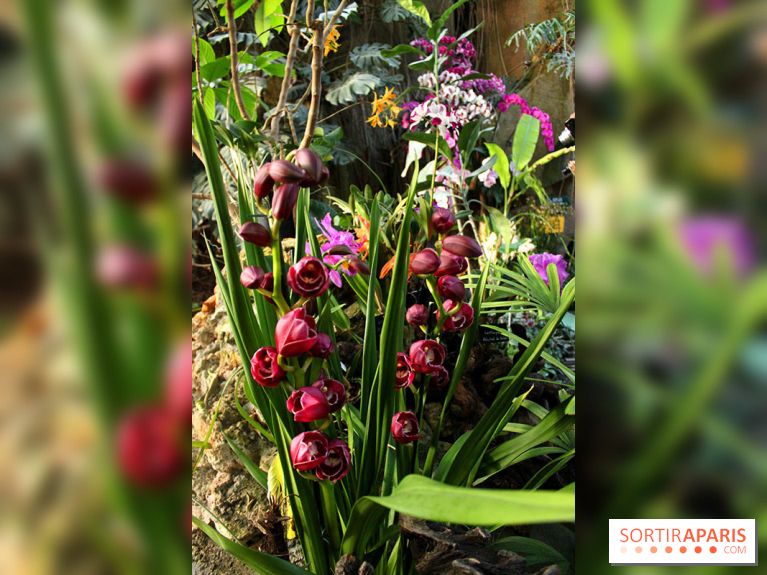 Mille & une orchidées 2016 au Jardin des Plantes, les photos