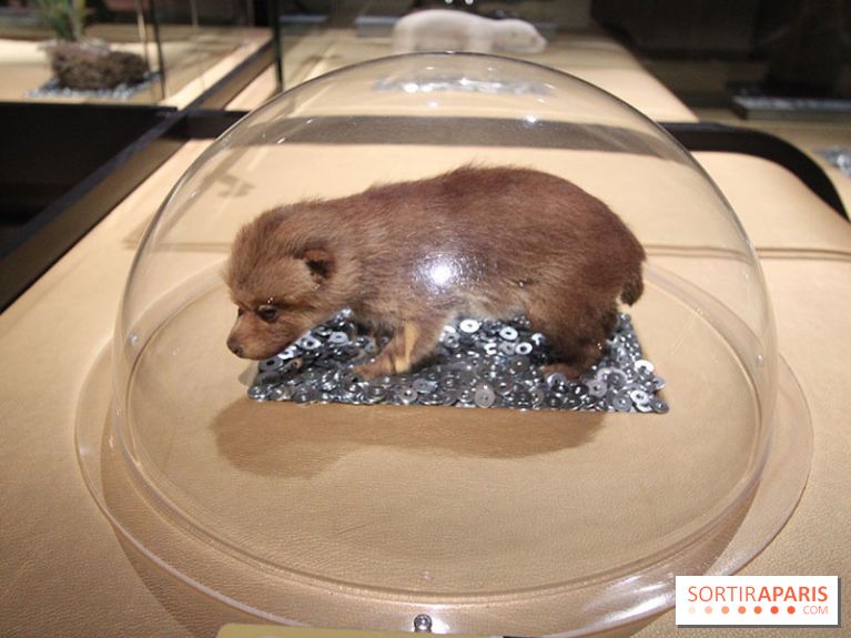 Exposition BéBés animaux à la Cité des Sciences, les photos