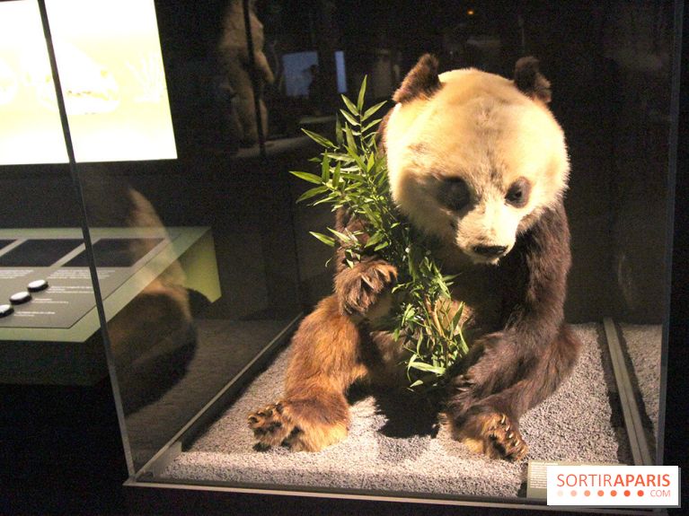 Espèces d'Ours, l'expo au Muséum National d'Histoire Naturelle