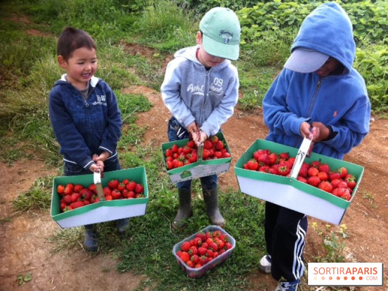 cueillettes des fraises autour de Paris