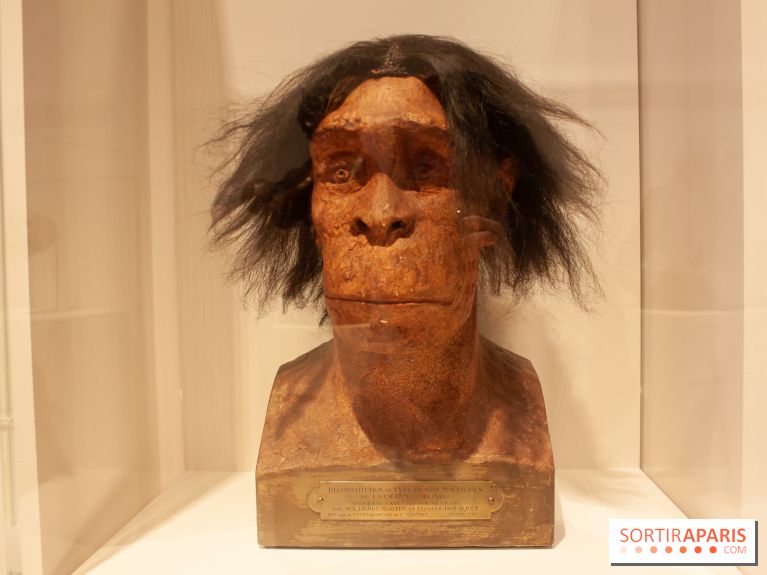 Exposition Néanderthal au Musée de l'Homme