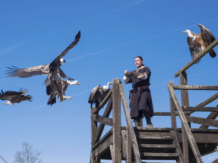 Les Aigles des Remparts de Provins, les photos