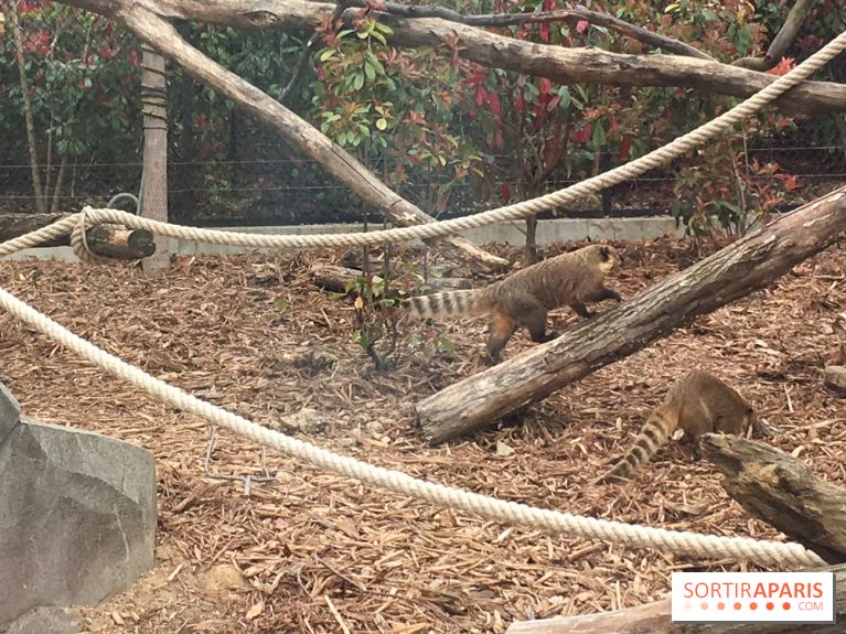 Parc Zoologique de Paris : les coatis roux