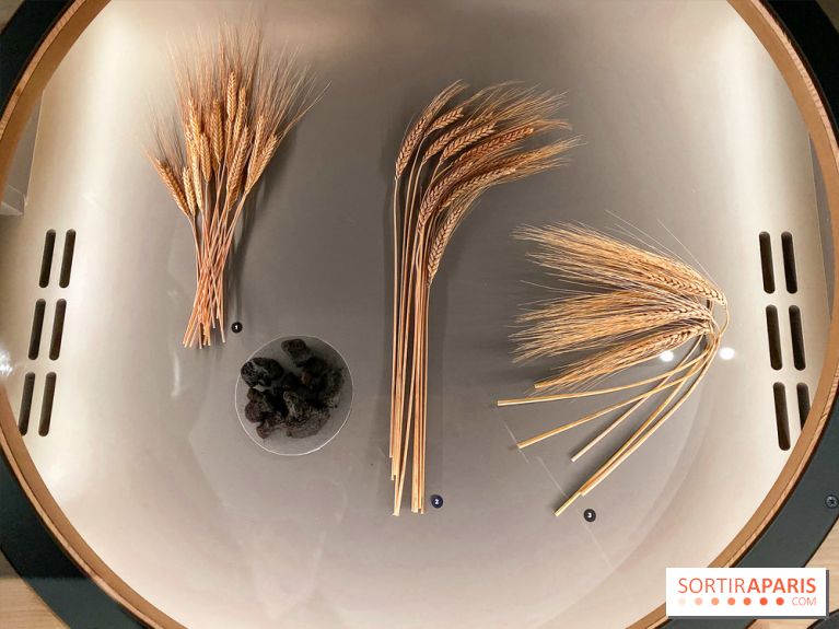 Je mange donc je suis au Musée de l'Homme