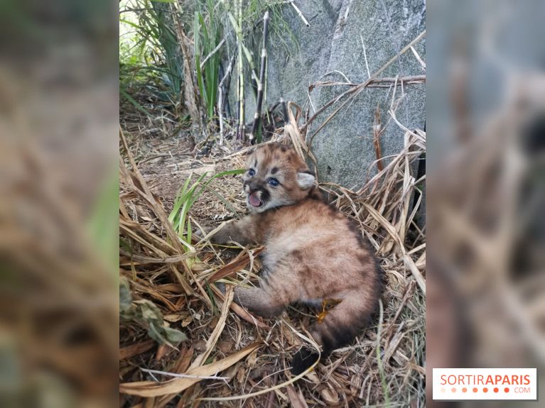 Naissances au Parc Zoologique de Paris