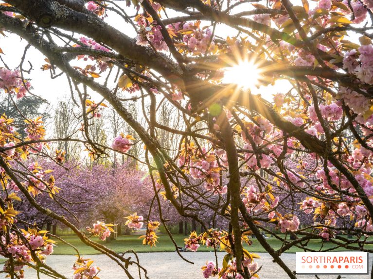 Le Parc de Sceaux et ses cerisiers en fleurs