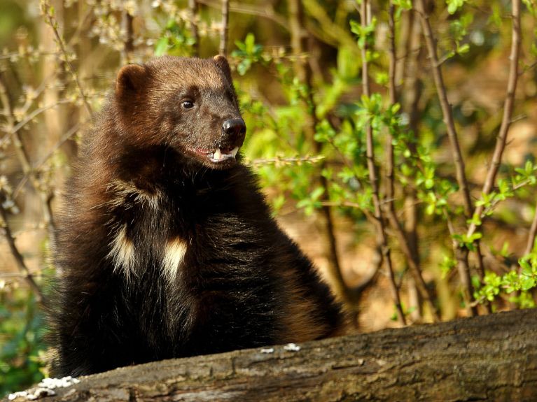 Nocturnes du Parc Zoologique de Paris