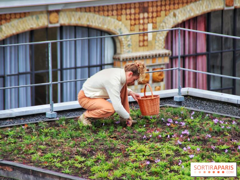 Des ateliers hors du temps pour cultiver le safran sur les toits de Paris