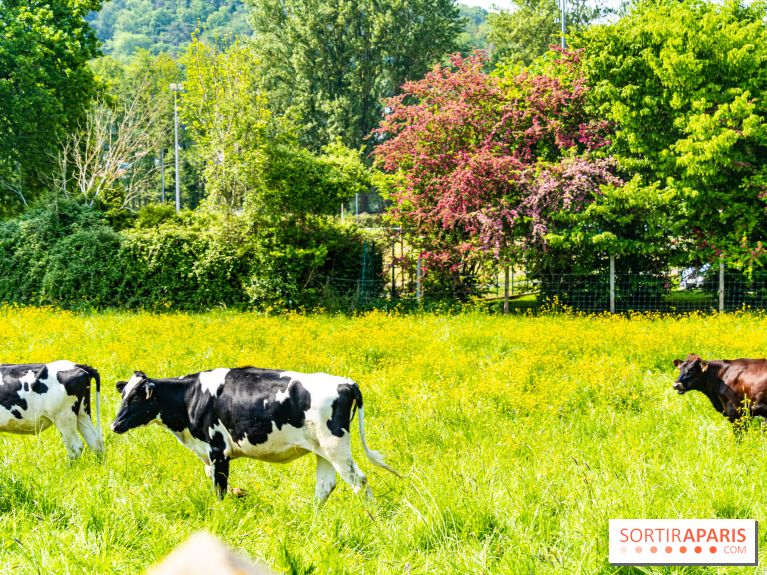 La promenade des petits ponts dans la vallée de Chevreuse -  A7C3845