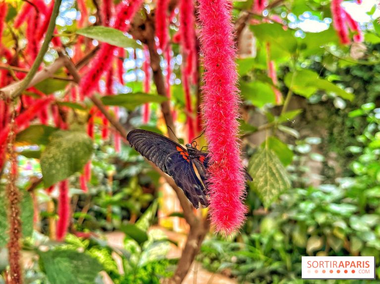 Album Photos NTABLa Serre aux Papillons à La QueuelezYvelines, une jungle tropicale près