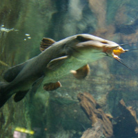 Dans le sillage des requins - Aquarium de la Porte Dorée - Paris 2010
