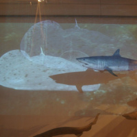 Dans le sillage des requins - Aquarium de la Porte Dorée - Paris 2010