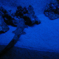 Dans le sillage des requins - Aquarium de la Porte Dorée - Paris 2010