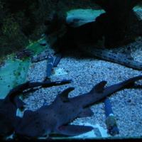 Dans le sillage des requins - Aquarium de la Porte Dorée - Paris 2010