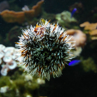 Dans le sillage des requins - Aquarium de la Porte Dorée - Paris 2010
